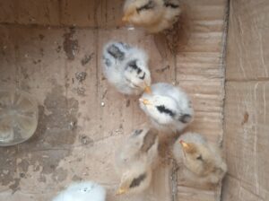Little chicks