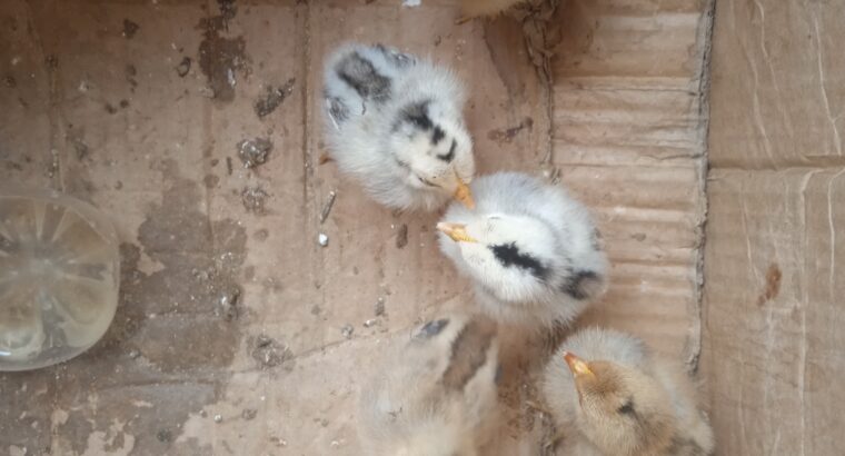 Little chicks